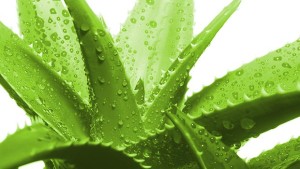 Aloe-Vera-3