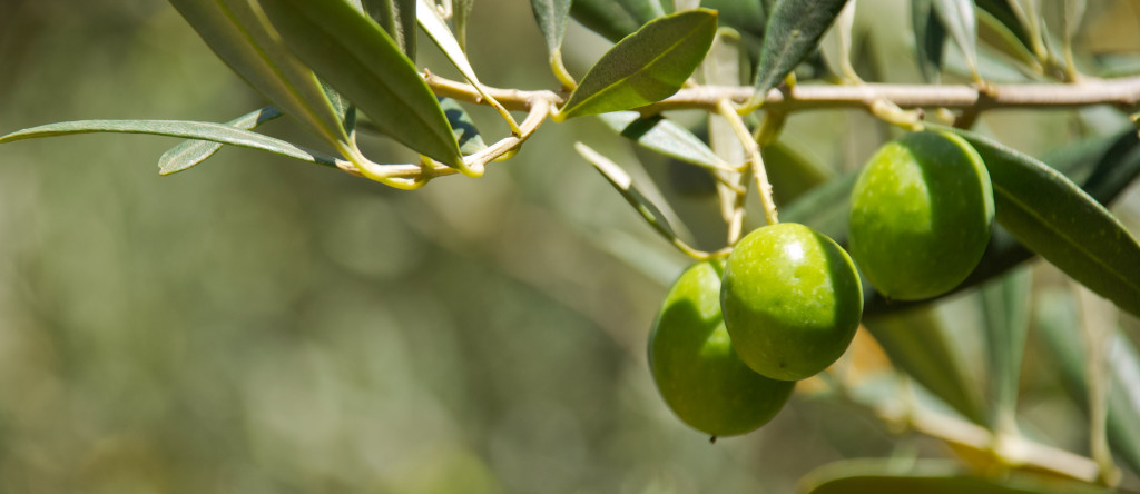 Olive