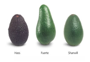 avocado-varieta